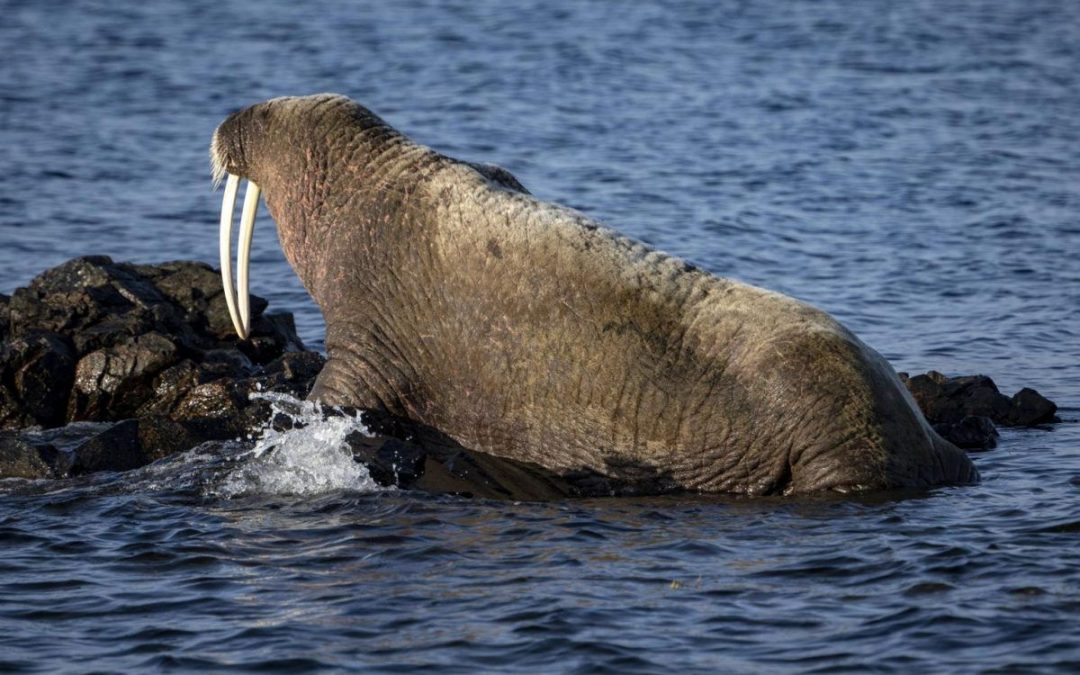 Заблудившегося в Балтийском море моржа ждет печальная участь