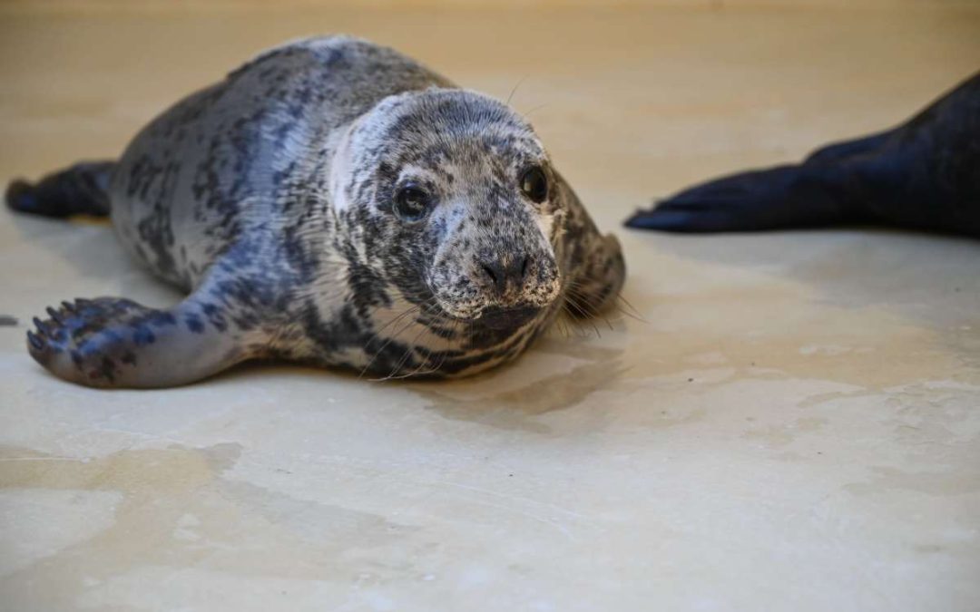 Морской музей выпустил на волю окрепших тюленят