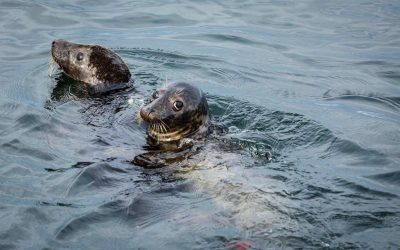 В каких районах Балтийского моря обитают тюленята, спасенные сотрудниками Морского музея Литвы?