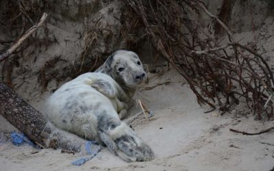 На пляже около Ниды нашли тюлененка