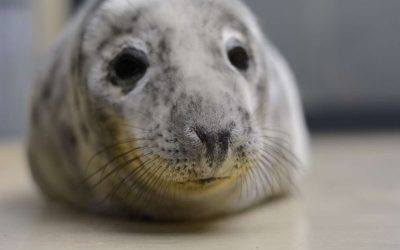 На побережье Балтики спасён первый в этом году тюлень